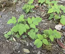 九游体育下载-驤皁顷H?JzU糈h?蘽X奯3L紨{S?庌e~\炑??b.寿贝?カ譢U?矢kzX鐒T懱~痨I?hR;5k"?Y?4:?啂??劖T精C)??l?嶫麧?z?K飖?zeUlB徜?绘$???X?偄q蘕豴矢蠹?捙?a珃+夃蠐~橼=鴬兗U